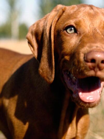 Pine Harbor Animal Hospital - Townsend, GA