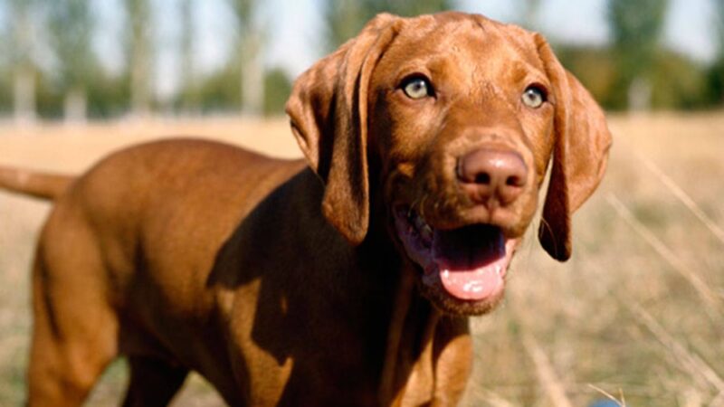 Pine Harbor Animal Hospital - Townsend, GA