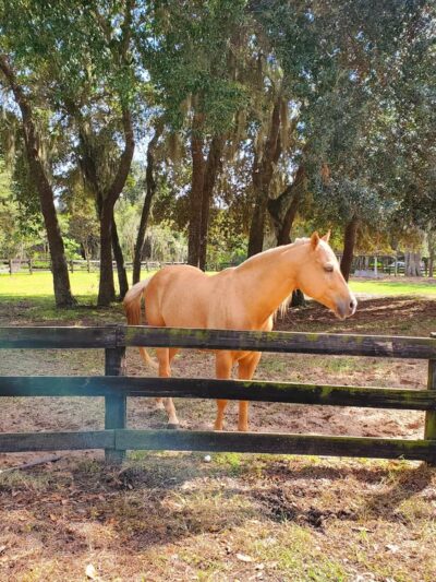 Pine Harbor Animal Hospital - Townsend, GA