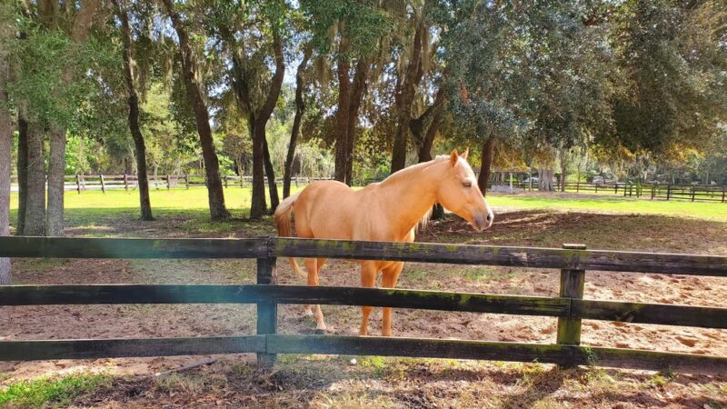 Pine Harbor Animal Hospital - Townsend, GA