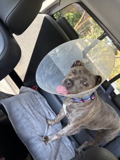 Pine Harbor Animal Hospital - Townsend, GA