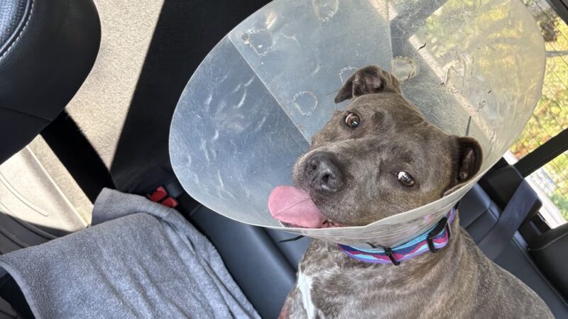 Pine Harbor Animal Hospital - Townsend, GA