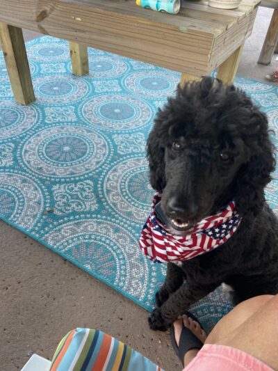 Pine Harbor Animal Hospital - Townsend, GA