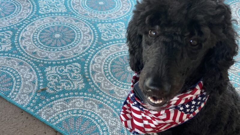 Pine Harbor Animal Hospital - Townsend, GA