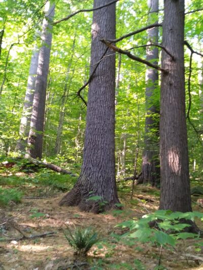 Townshend State Park - Townshend, VT