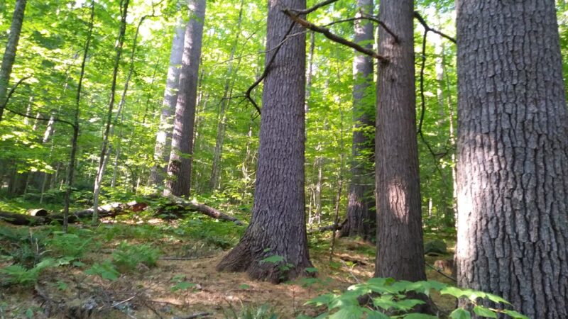 Townshend State Park - Townshend, VT