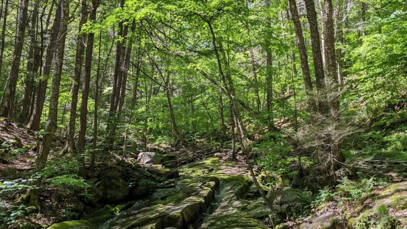 Townshend State Park - Townshend, VT