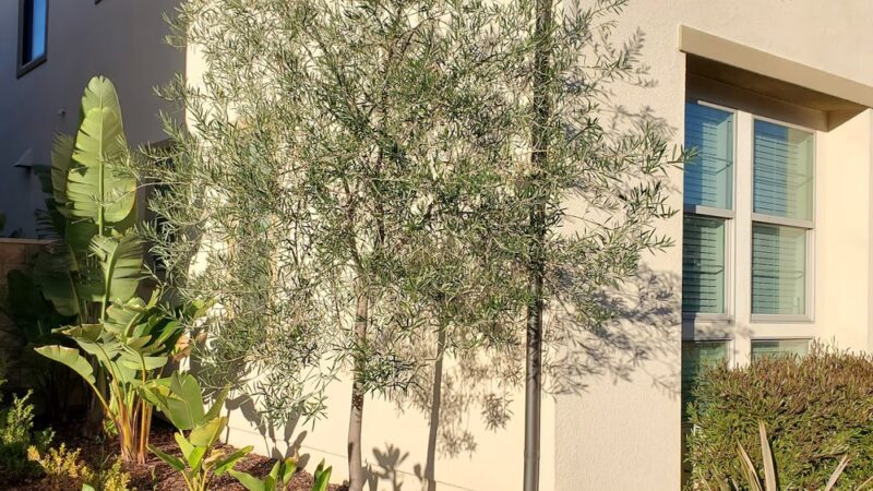 Portola Dog Park - Trabuco Canyon, CA