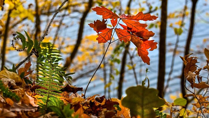 Laura Hare Preserve at Blossom Hollow - Trafalgar, IN