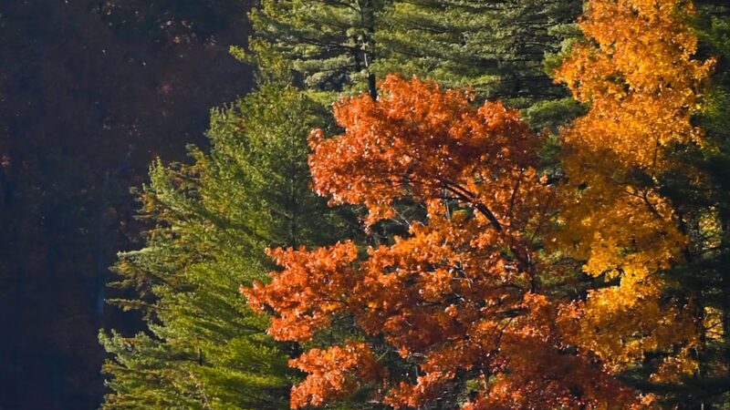 Laura Hare Preserve at Blossom Hollow - Trafalgar, IN