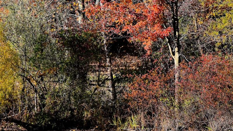 Laura Hare Preserve at Blossom Hollow - Trafalgar, IN