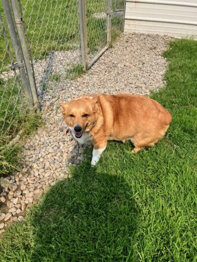 R&T's Country Boarding Kennel - Transfer, PA
