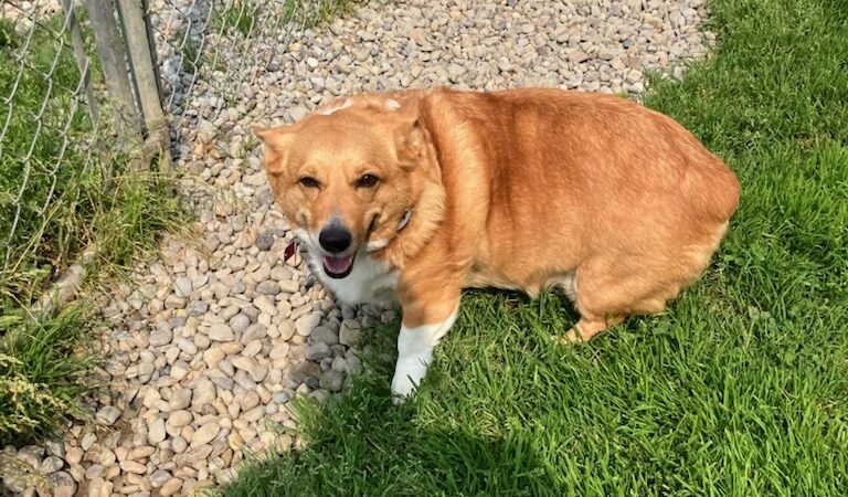 R&T's Country Boarding Kennel - Transfer, PA