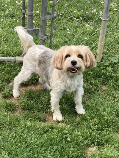 R&T's Country Boarding Kennel - Transfer, PA