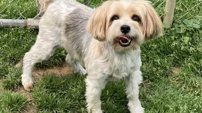R&T's Country Boarding Kennel - Transfer, PA