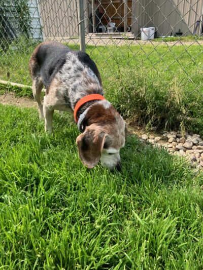 R&T's Country Boarding Kennel - Transfer, PA