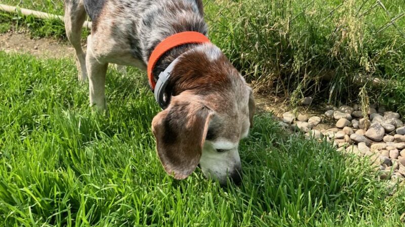 R&T's Country Boarding Kennel - Transfer, PA