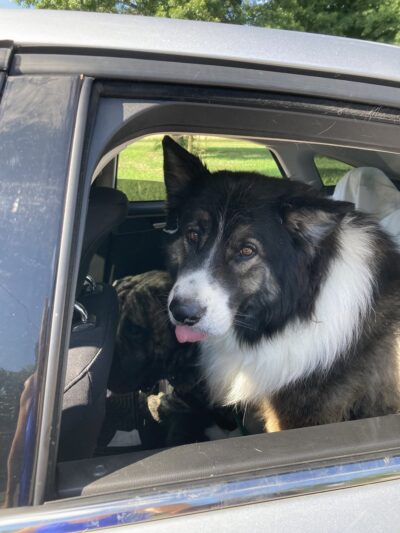 R&T's Country Boarding Kennel - Transfer, PA