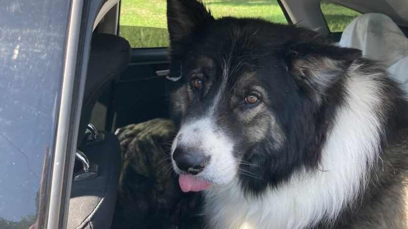 R&T's Country Boarding Kennel - Transfer, PA