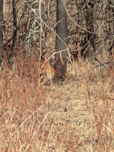 Chesterbrook Trail - Tredyffrin Township, PA