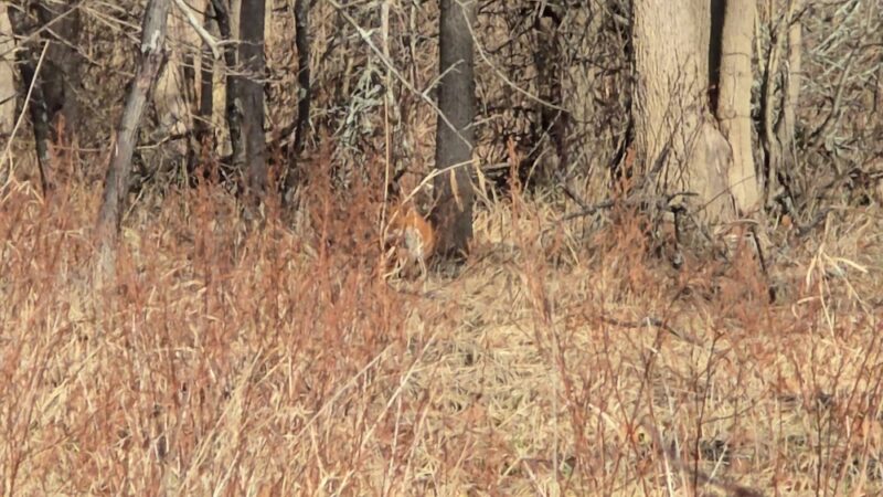 Chesterbrook Trail - Tredyffrin Township, PA