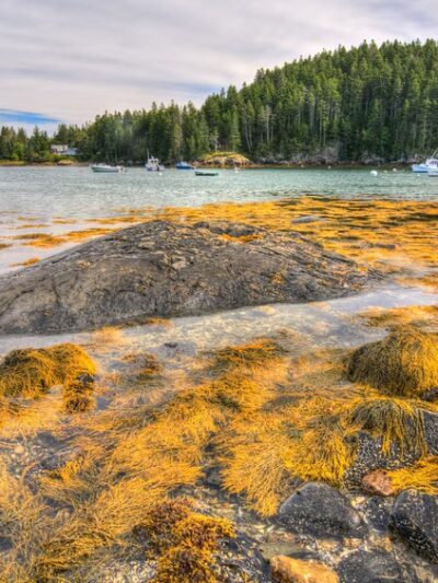 Seal Cove - Tremont, ME