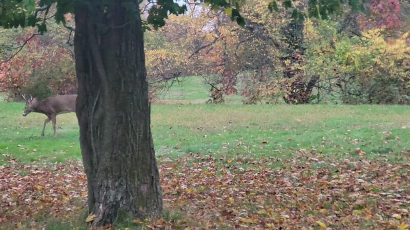 Cadwalader Park - Trenton, NJ