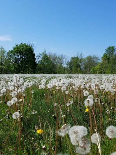 Courageous Canines Dog Training - Trenton, NJ