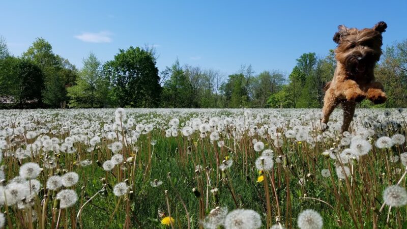 Courageous Canines Dog Training - Trenton, NJ