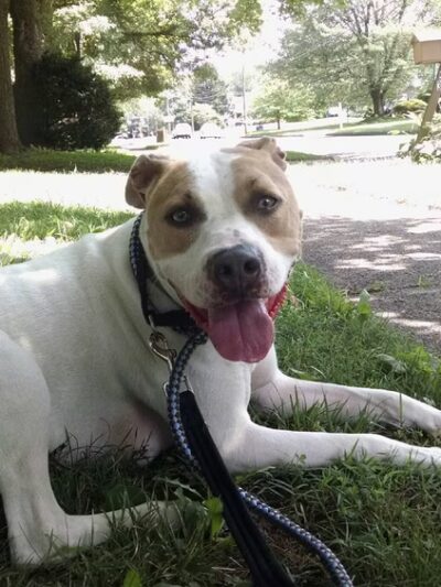 Courageous Canines Dog Training - Trenton, NJ