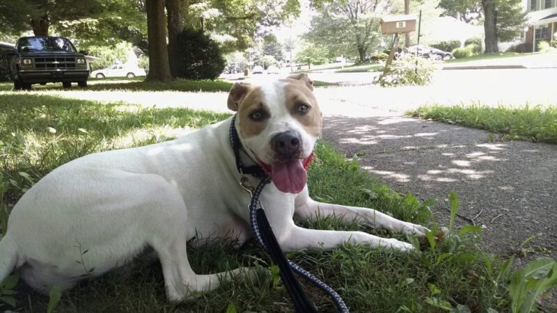 Courageous Canines Dog Training - Trenton, NJ