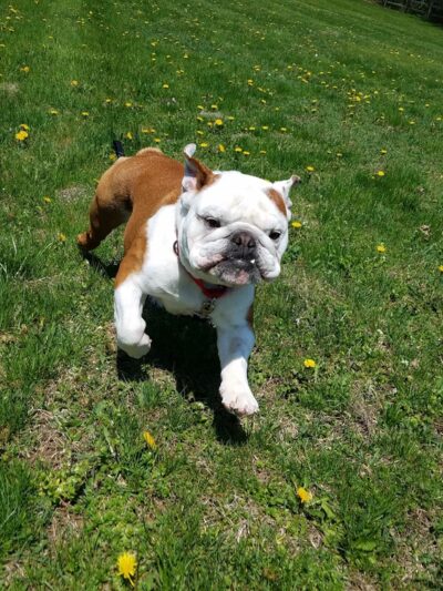 Courageous Canines Dog Training - Trenton, NJ