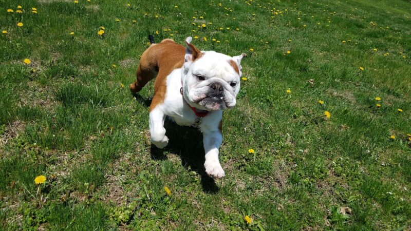 Courageous Canines Dog Training - Trenton, NJ