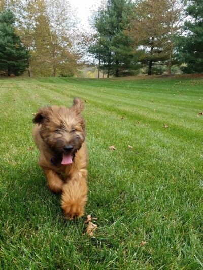 Courageous Canines Dog Training - Trenton, NJ