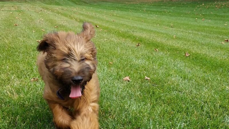 Courageous Canines Dog Training - Trenton, NJ