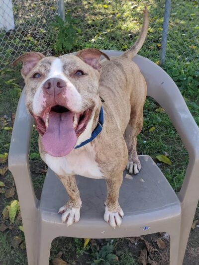 Trenton Animal Shelter - Trenton, NJ