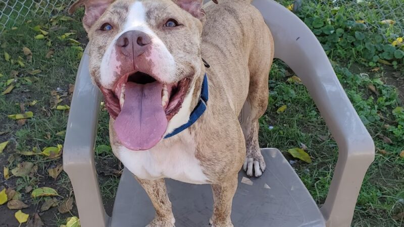 Trenton Animal Shelter - Trenton, NJ