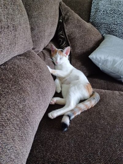 Trenton Animal Shelter - Trenton, NJ