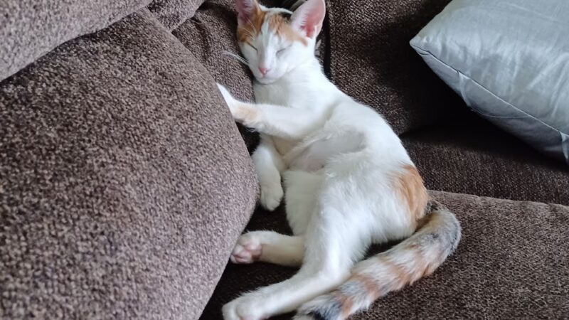 Trenton Animal Shelter - Trenton, NJ