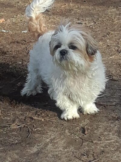 Trenton Animal Shelter - Trenton, NJ