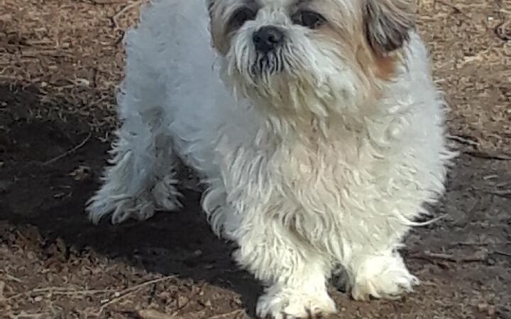 Trenton Animal Shelter - Trenton, NJ