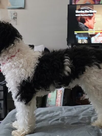 Trenton Animal Shelter - Trenton, NJ