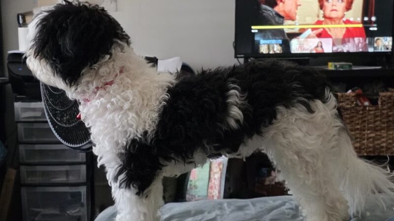 Trenton Animal Shelter - Trenton, NJ