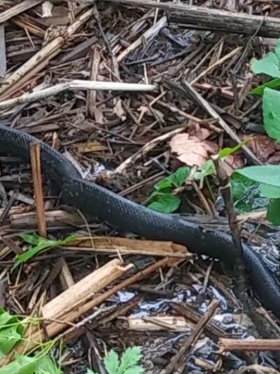 Watson Woods - Trenton, NJ