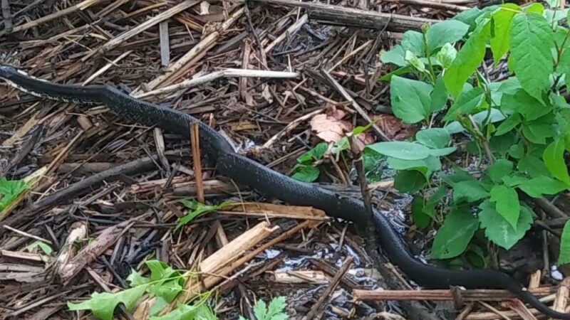 Watson Woods - Trenton, NJ