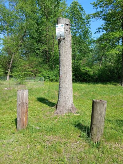 Watson Woods - Trenton, NJ