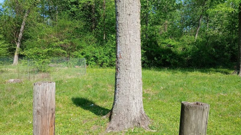 Watson Woods - Trenton, NJ