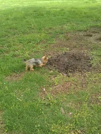 George Page Park - Trenton, NJ