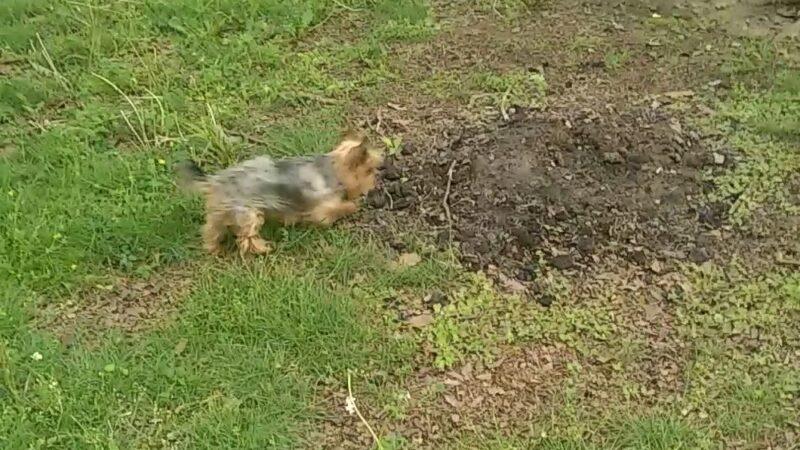 George Page Park - Trenton, NJ