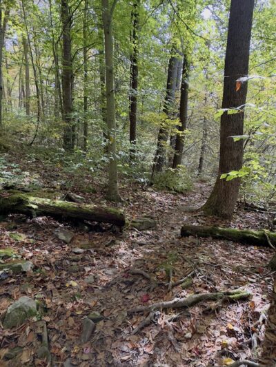 Jacoby Falls Trailhead - Trout Run, PA